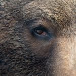 brown bear eye P7GELW6