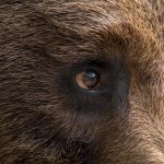 closeup of the eye of a bear