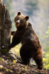 cute female adult brown bear standing in upright p XJ4RB9P scaled e1617826755114