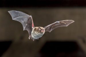 flying daubentons bat