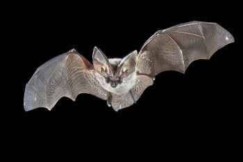 flying grey long eared bat 7EQ8T2R scaled e1615717989332