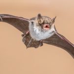flying natterers bat isolated on bright brown back DBSRKUY