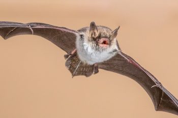 Can Bats See In The Day? ???? (Answered)