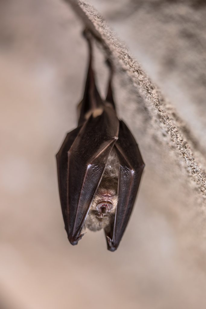 greater horseshoe bat hanging folded