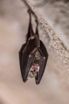 greater horseshoe bat hanging folded scaled e1615642153358