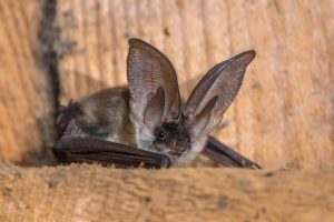 Do Bats Drink Blood: Human Blood?