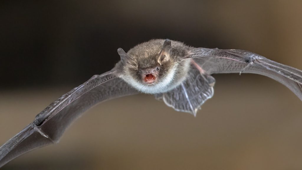 Natterers bat in flight p6vpqp4