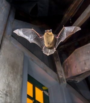 pipistrelle bat flying inside building M8V3QG3 scaled e1615718640959