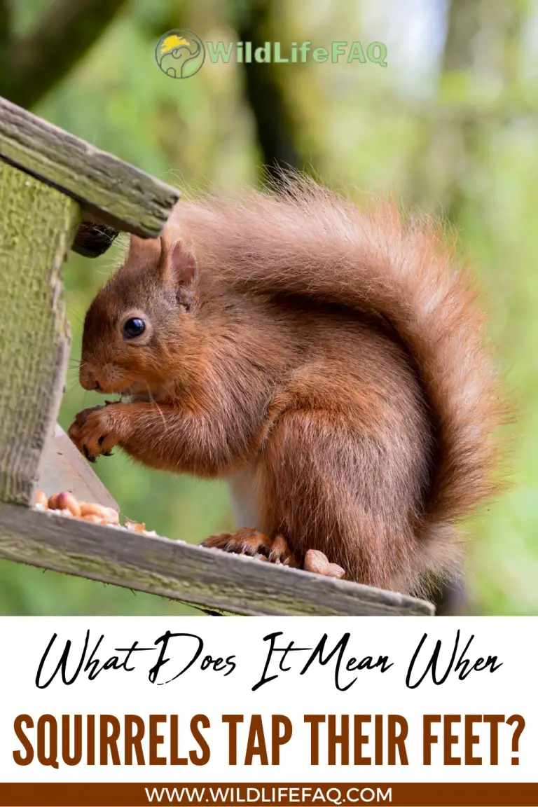 What Does It Mean When Squirrels Tap Their Feet? ????️ (Answered ...