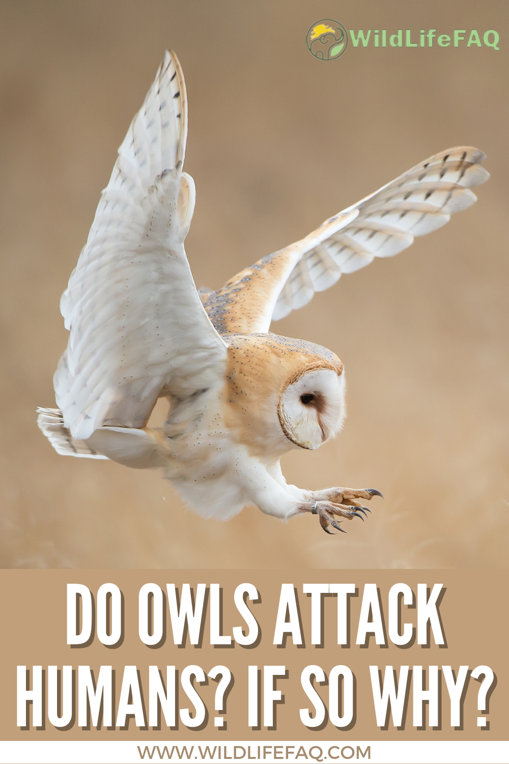 Do Owls Attack Humans? If So Why? (Are Owls Dangerous) WildLifeFAQ
