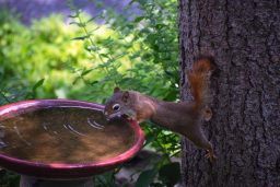 a tiny baby red squirrel attached to a tree trunk CAUEEXM scaled e1619725821366