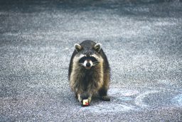 a wild female raccoon eating an apple that was thr SAQT6FZ 1 scaled e1619819205415