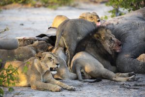 adult lions feasting on a dead elephant carcass in BPHV9M8
