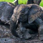 african elephants or loxodonta cyclotis in mud B26KCJQ