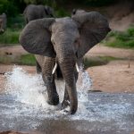 an elephant loxodonta africana runs through water T38DT4D