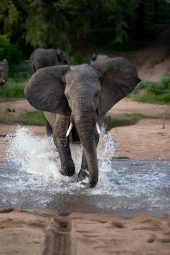 an elephant loxodonta africana runs through water T38DT4D scaled e1619461100778