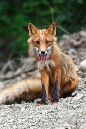 beautiful red fox PVMLLGG scaled e1619811405196