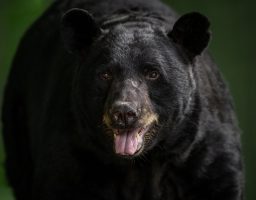 black bear portrait 588P2QK scaled e1618254229206