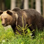 brown bear standing on greenery in summertime natu 6MQNVPF scaled e1618255179648