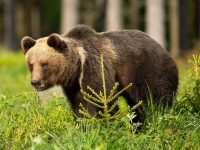 brown bear standing on greenery in summertime natu 6MQNVPF scaled e1618255190109