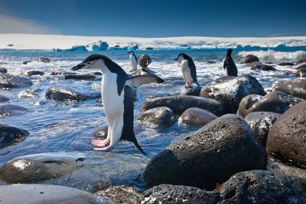 Can Penguins Jump? ???? (Explained) - WildLifeFAQ