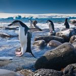 chinstrap penguins penguin island antarctica PHQ5BB8