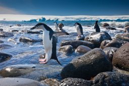 chinstrap penguins penguin island antarctica PHQ5BB8 scaled e1619814168948