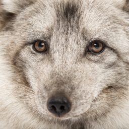 close up of a arctic fox vulpes lagopus also known P95MUF4 scaled e1619810091986