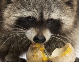 close up of a racoon procyon iotor eating an egg PG3WKE2 scaled e1619818374480