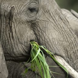 close up on a elephants head PAQT6CM scaled e1619467865349