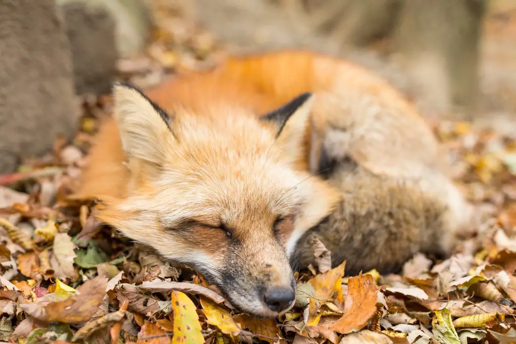 cute fox sleeping L7UV2UN