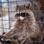 cute little raccoon pulls its paw out of the cage MZQXN82
