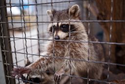 cute little raccoon pulls its paw out of the cage MZQXN82 scaled e1619818752573