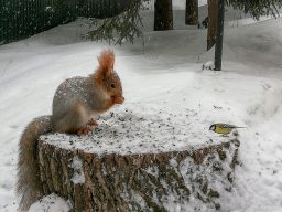 cute squirrel and titmouse a beautiful moment in n LJK7KHS scaled e1619726837980