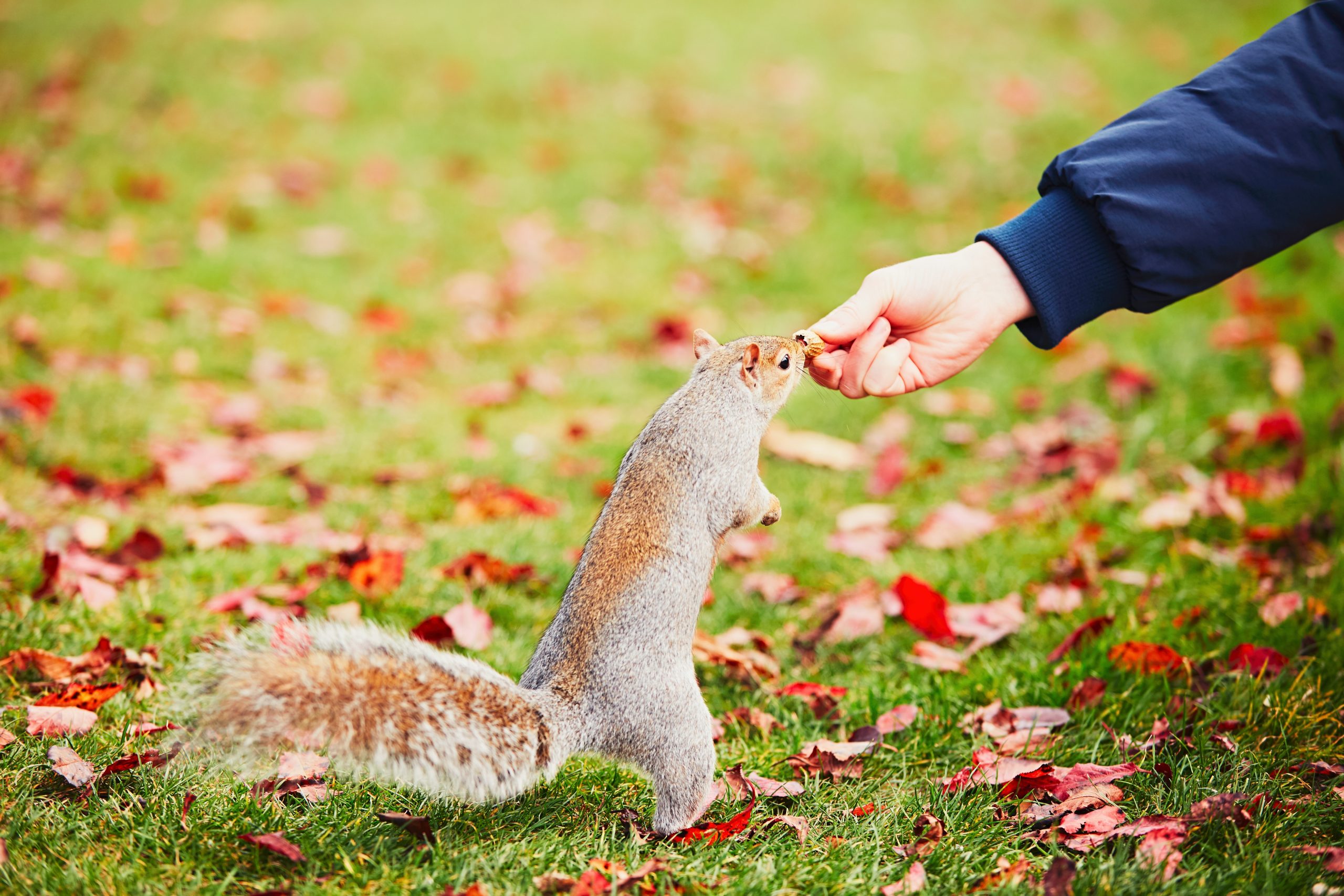 cute squirrel in the park P5CE66U scaled