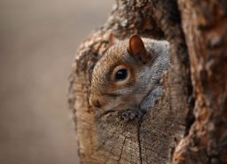cute squirrel looks out of her hole PNJN2BG scaled e1619729722620