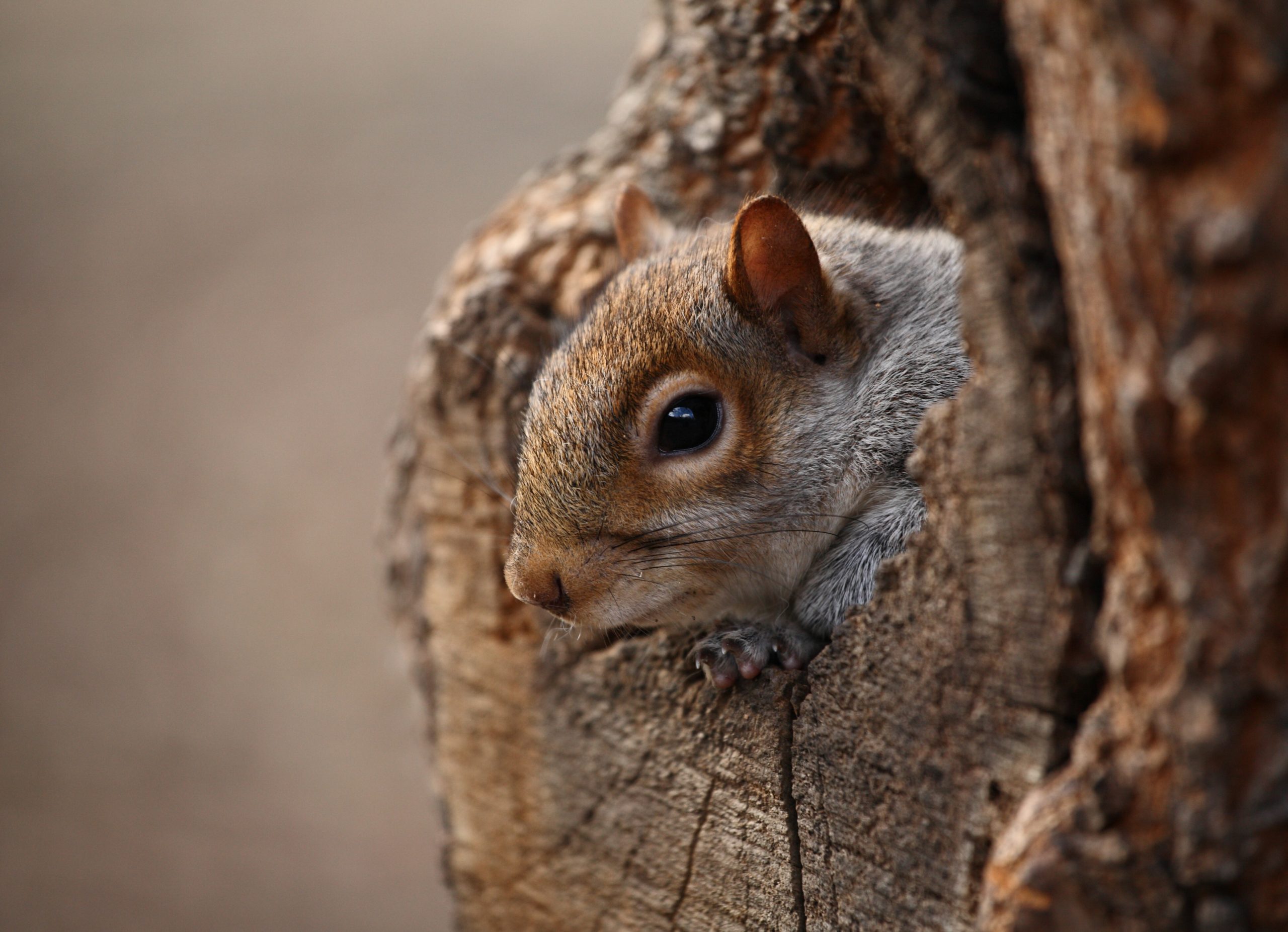 cute squirrel looks out of her hole PNJN2BG scaled