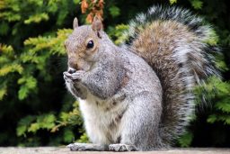 eastern grey squirrel PMMGQ3T scaled e1619725386271