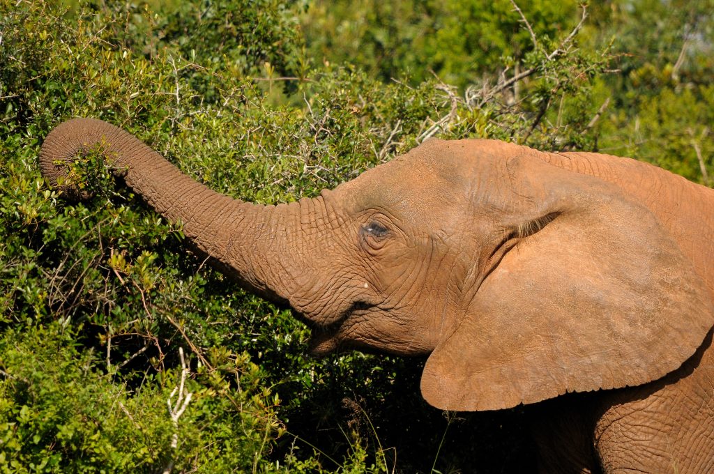 Can an elephant jump. Суматранский слон. Слон ест. Слон ест траву. Слон без хобота.