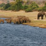 elephants family in chobe riverfront Y5XBWQH scaled e1619468570826