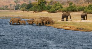 elephants family in chobe riverfront Y5XBWQH scaled e1619468570826