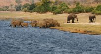 elephants family in chobe riverfront Y5XBWQH scaled e1619468583432