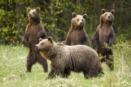 family of brown bear with curious three cubs stand ZYTD3BX scaled e1618255073976