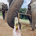 feeding of elephant QU7ARN6
