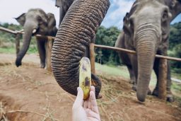 feeding of elephant QU7ARN6 scaled e1619467813955
