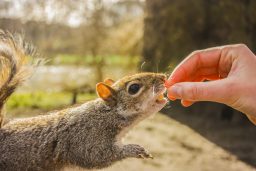 feeding squirrel VVGLNL6 scaled e1619726546384