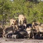 female lions feeding on a dead elephant carcass SUS9NQC