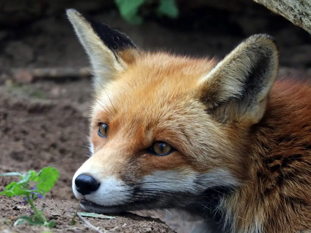 Do Foxes Have Rabies? ???? WildLifeFAQ