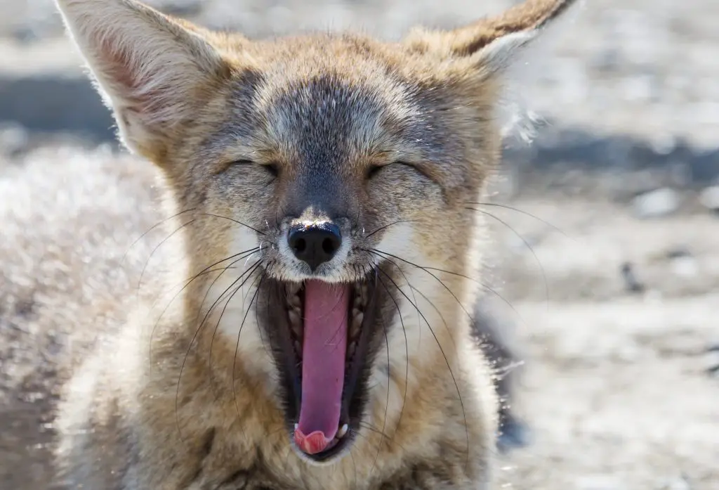 Do Foxes Attack Humans And Are They Dangerous? ???? - WildLifeFAQ