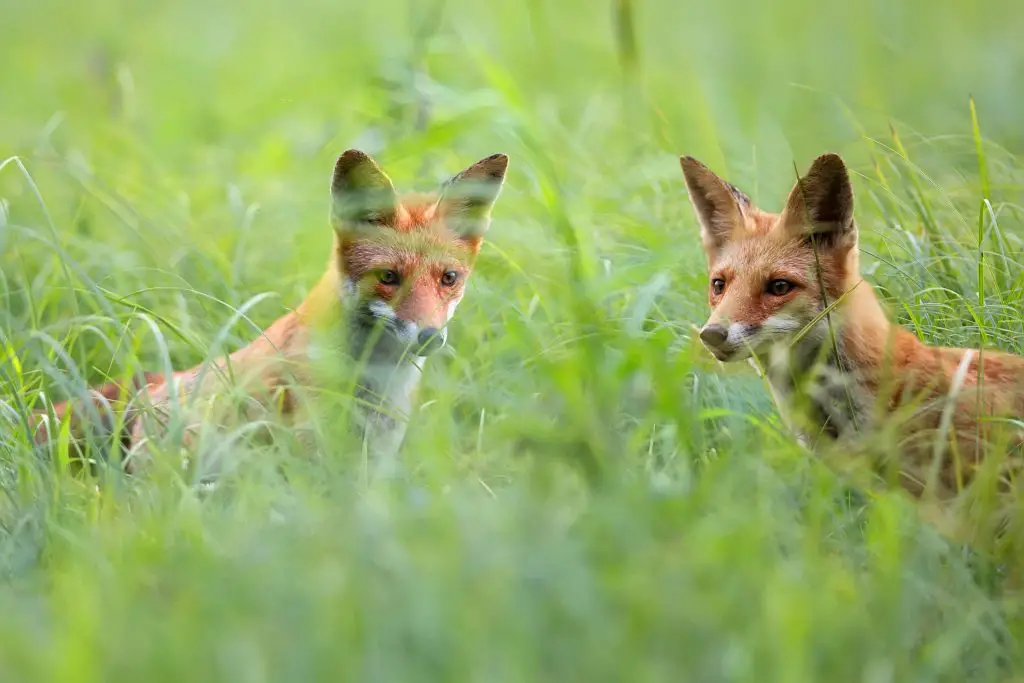 are-foxes-bad-to-have-around-your-house-wildlifefaq